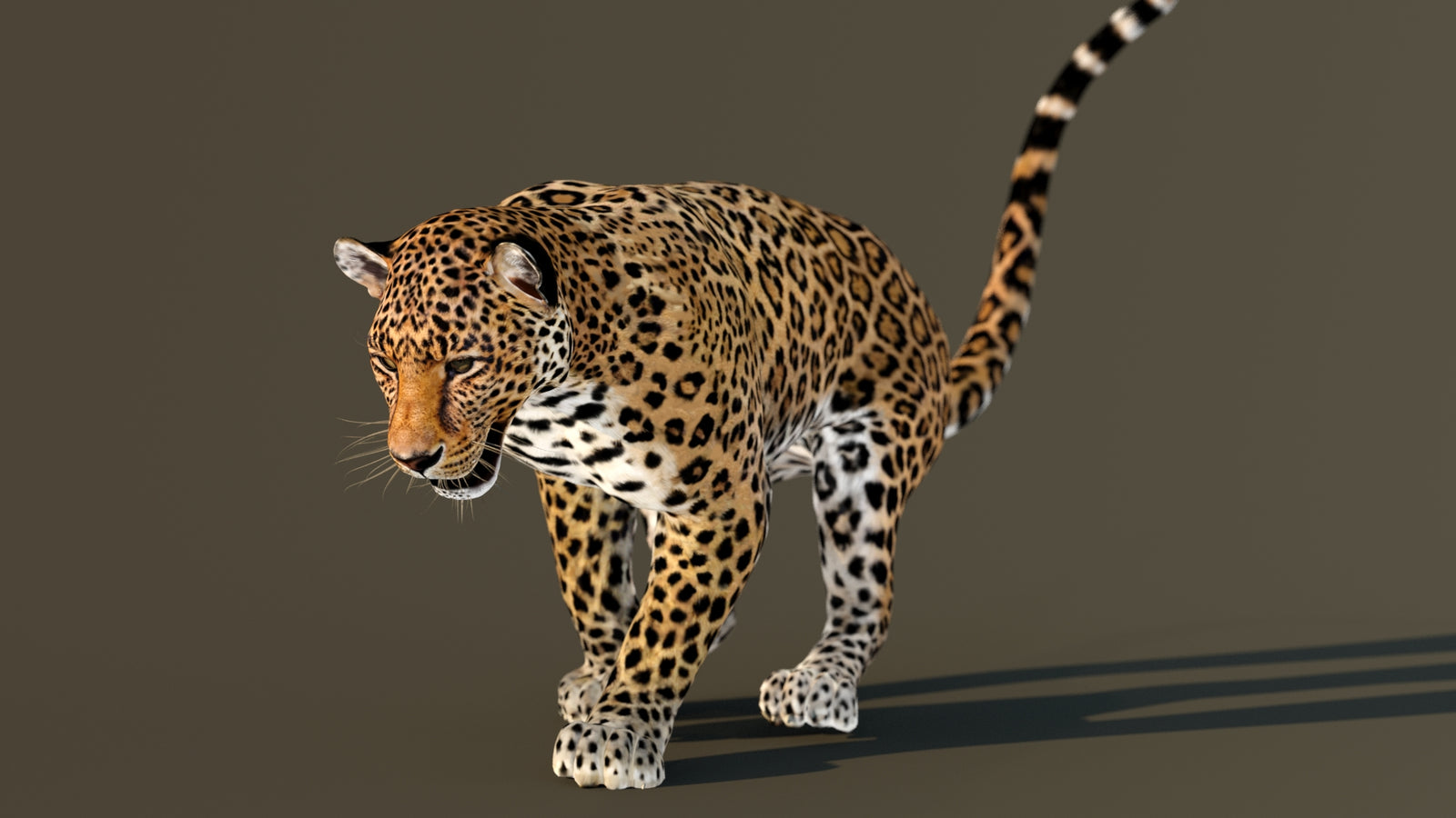 Leopard 3D Model Animated 360° view 3 frame 39