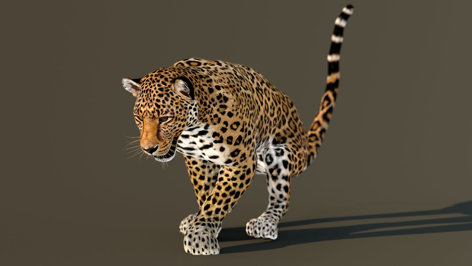 Leopard 3D Model Animated 360° view 3 frame 47