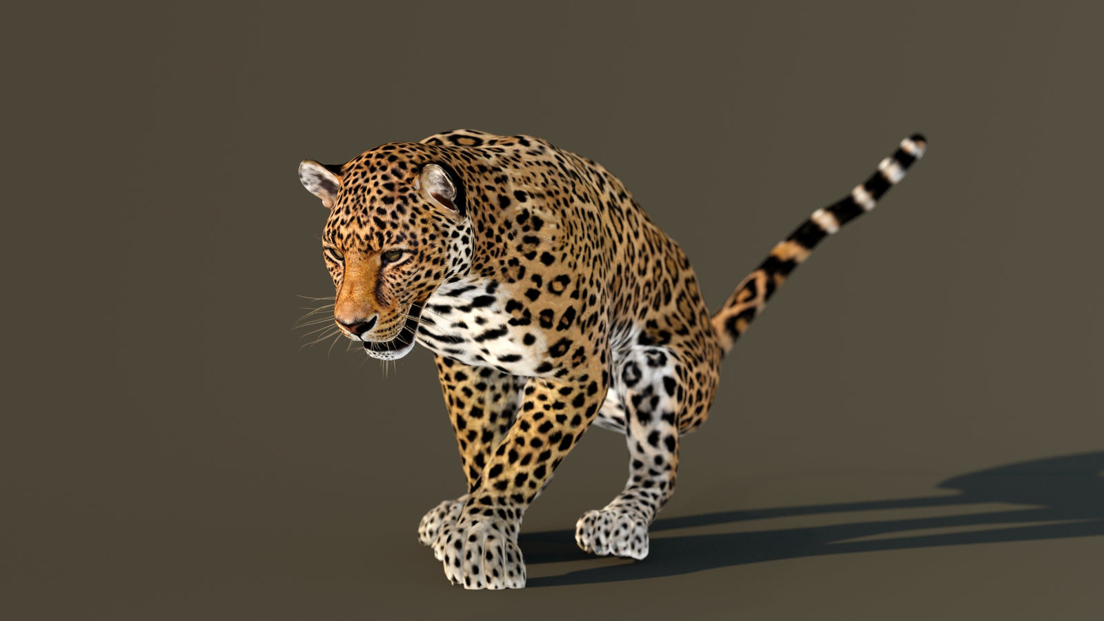 Leopard 3D Model Animated 360° view 3 frame 50