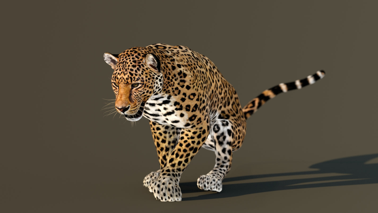 Leopard 3D Model Animated 360° view 3 frame 51