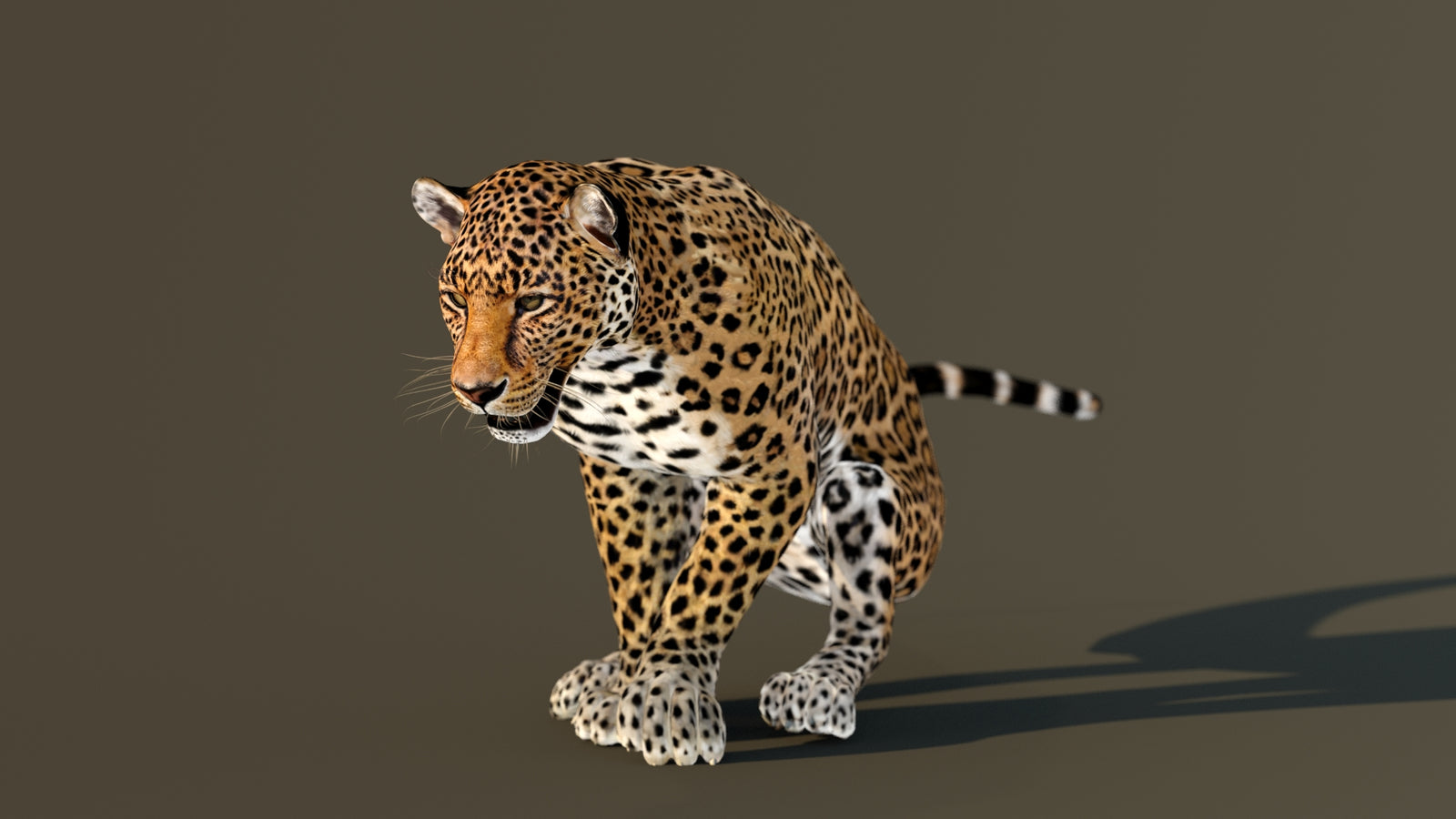 Leopard 3D Model Animated 360° view 3 frame 53
