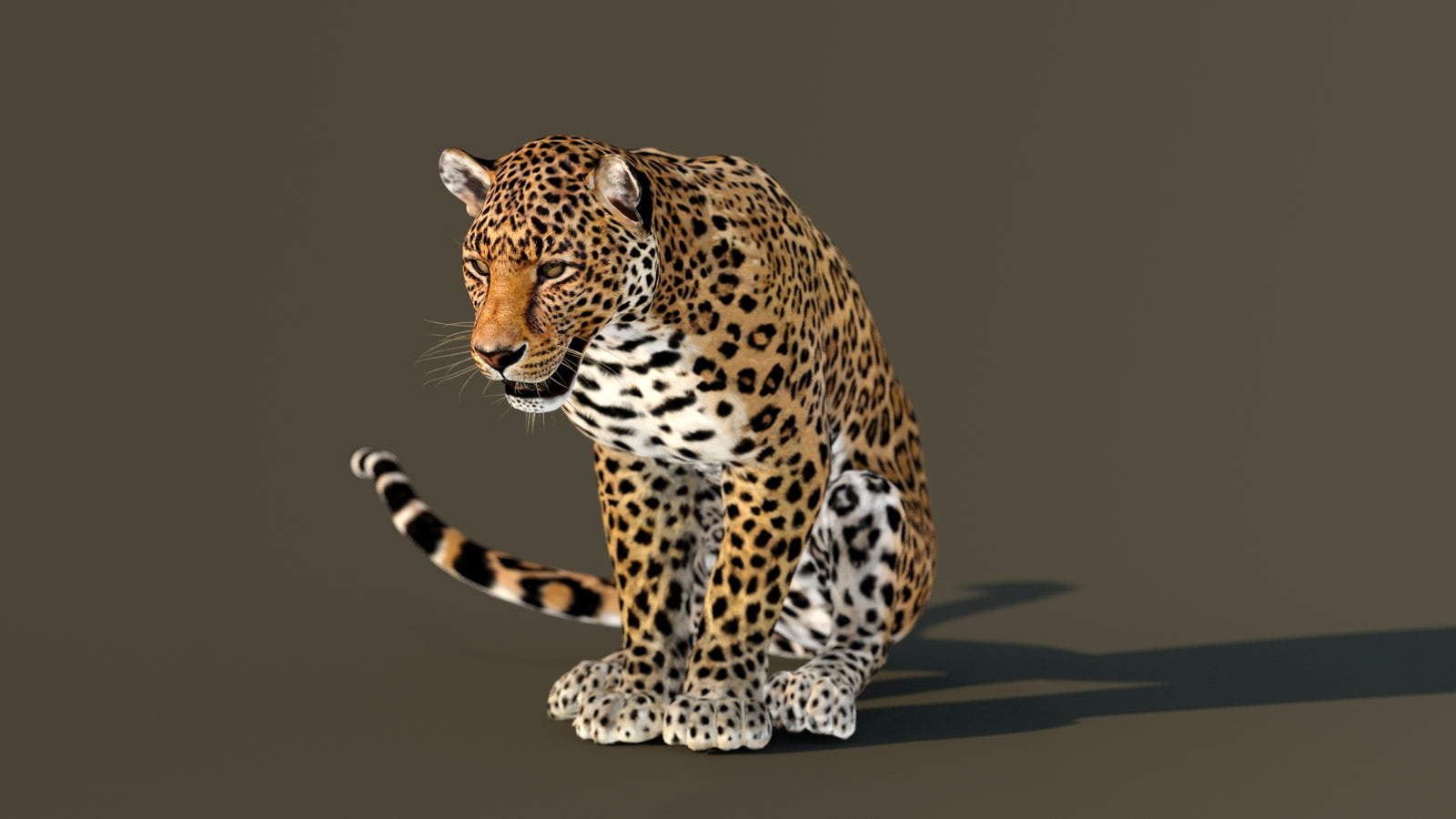 Leopard 3D Model Animated 360° view 3 frame 58
