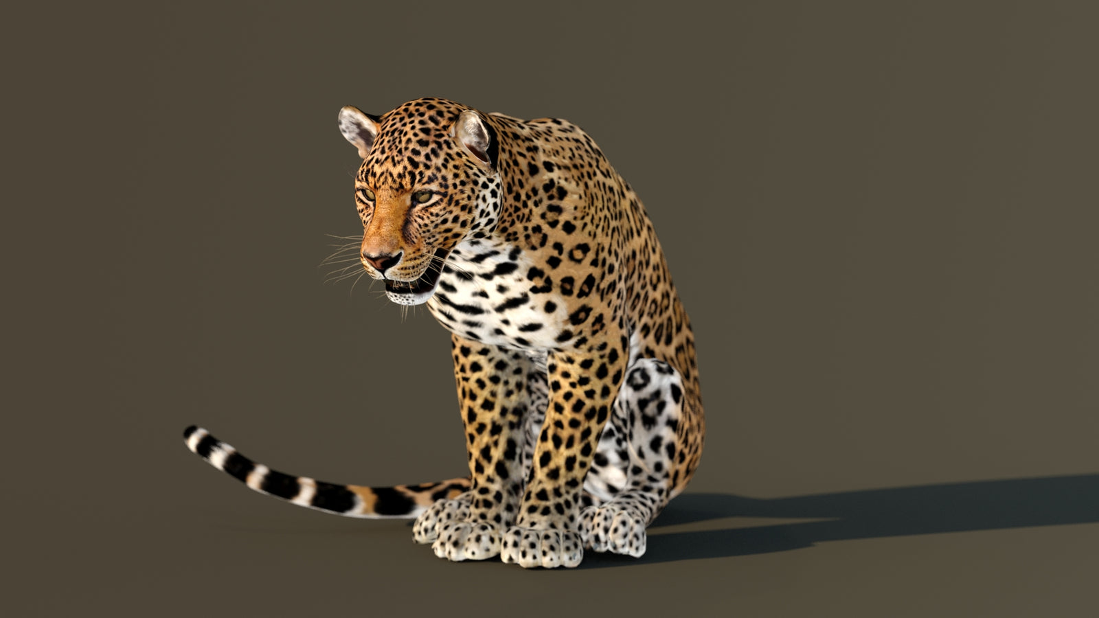 Leopard 3D Model Animated 360° view 3 frame 64