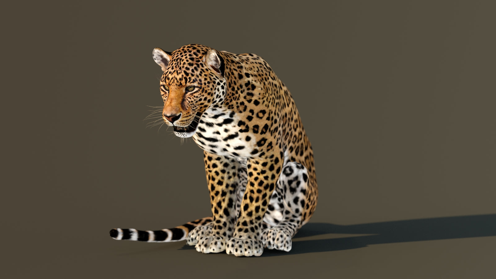 Leopard 3D Model Animated 360° view 3 frame 69