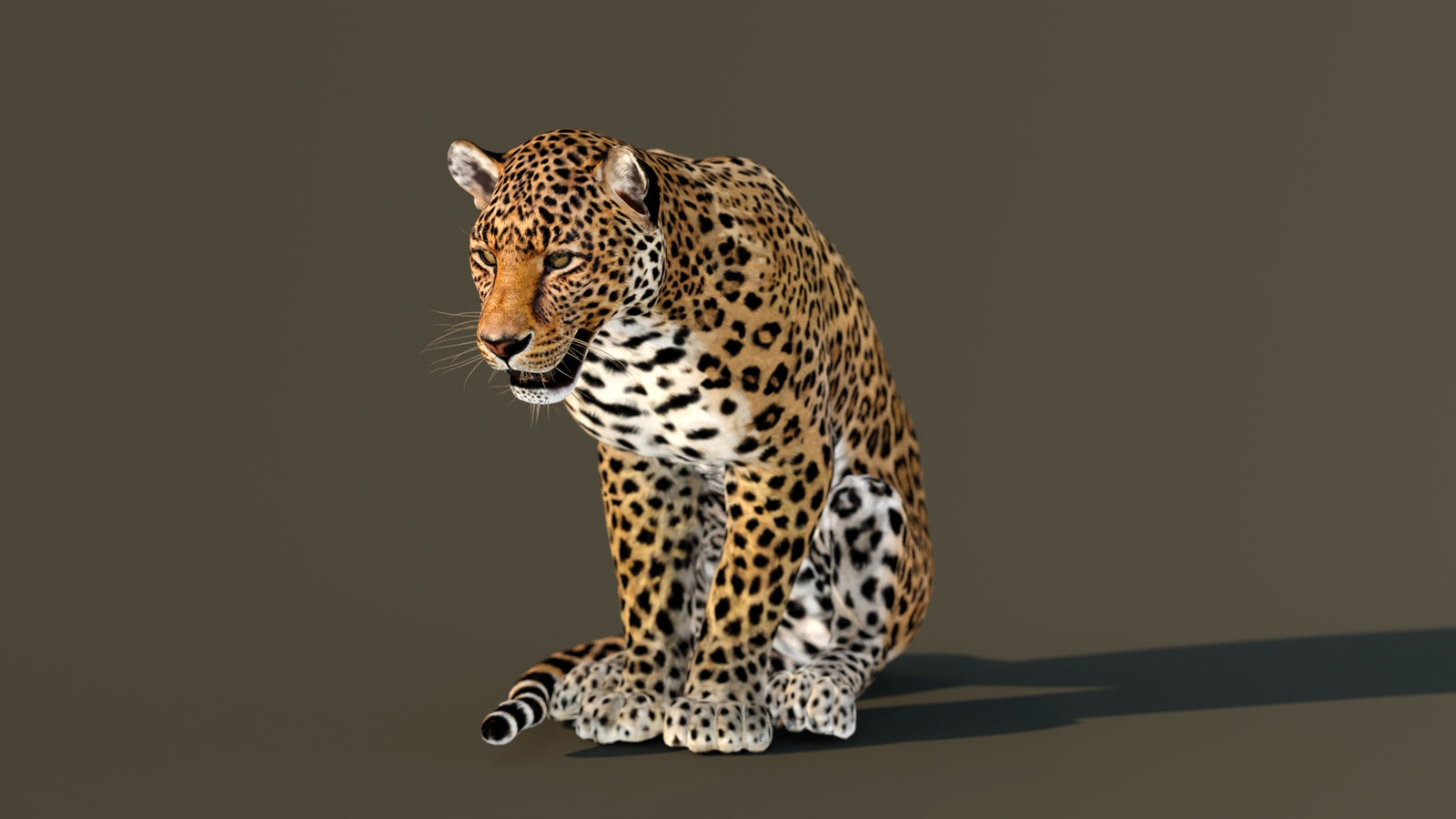 Leopard 3D Model Animated 360° view 3 frame 70