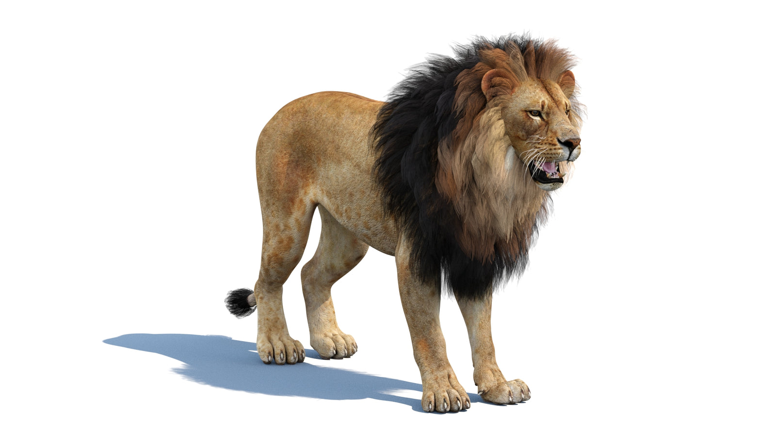 Lion 3D Model 360° view 1 frame 5