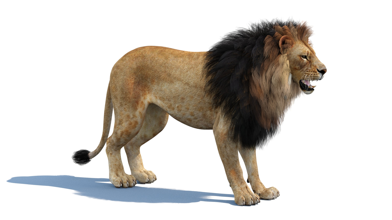 Lion 3D Model 360° view 1 frame 7