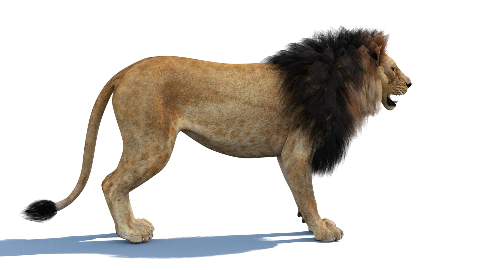 Lion 3D Model 360° view 1 frame 11