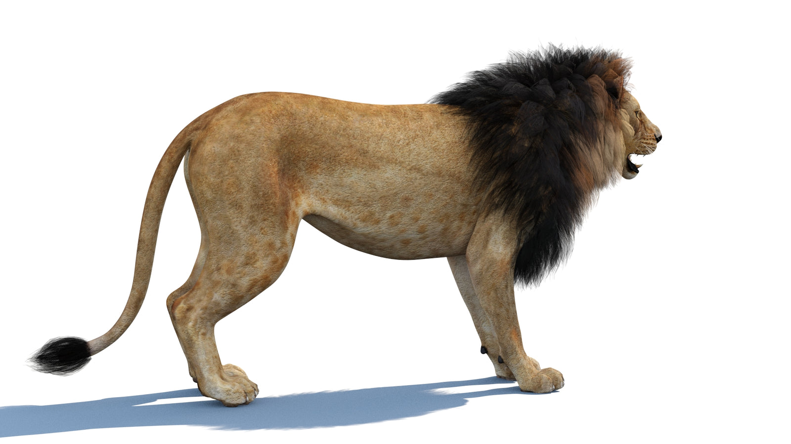 Lion 3D Model 360° view 1 frame 12