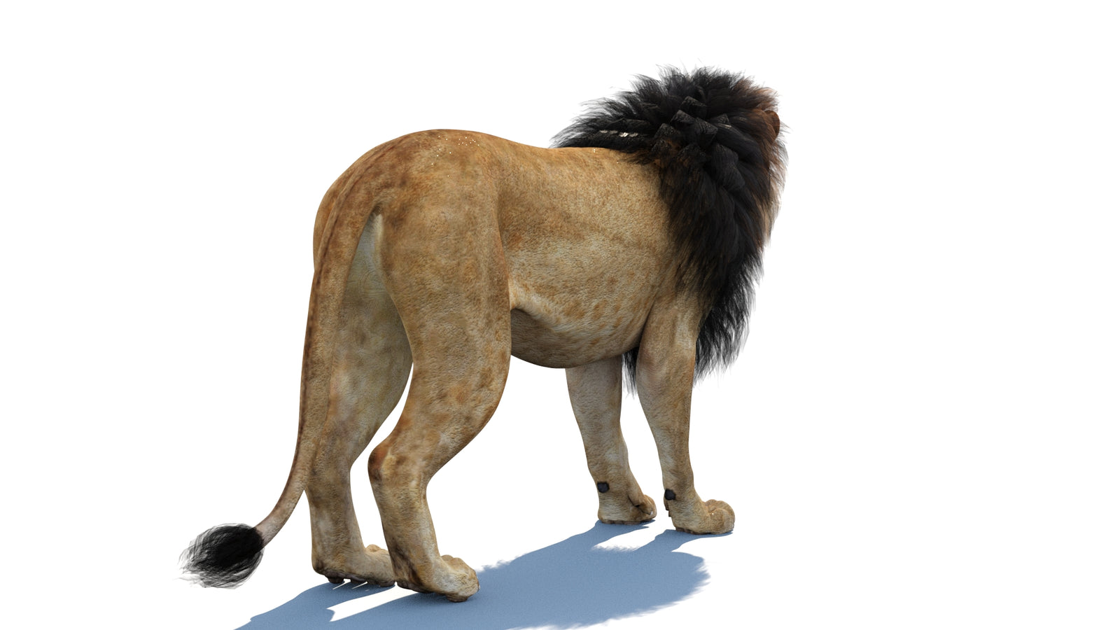 Lion 3D Model 360° view 1 frame 16