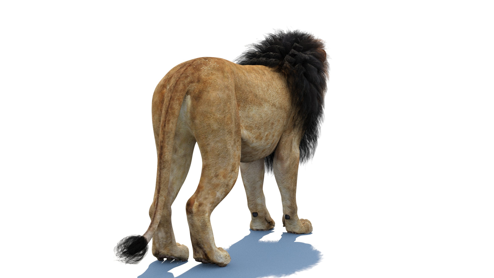 Lion 3D Model 360° view 1 frame 17