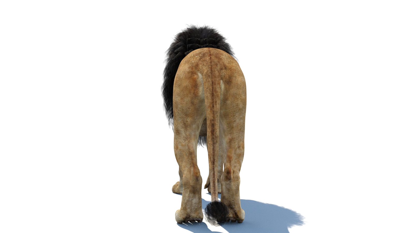 Lion 3D Model 360° view 1 frame 20