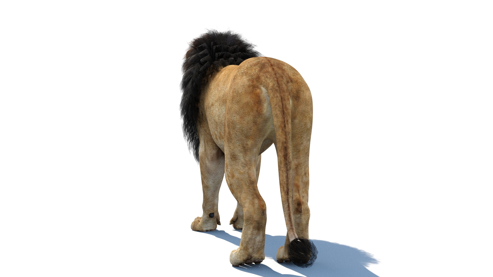 Lion 3D Model 360° view 1 frame 21
