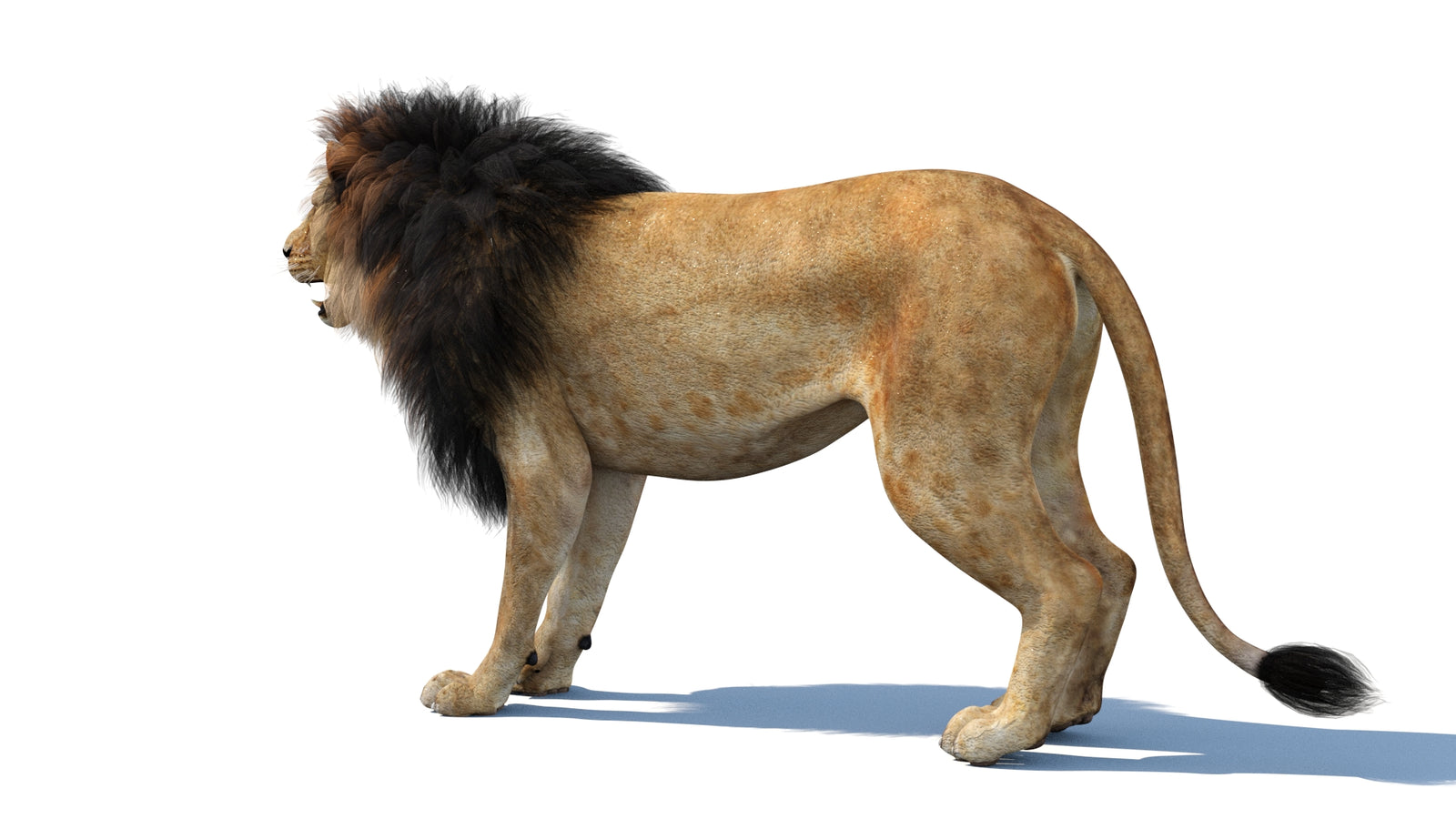 Lion 3D Model 360° view 1 frame 26