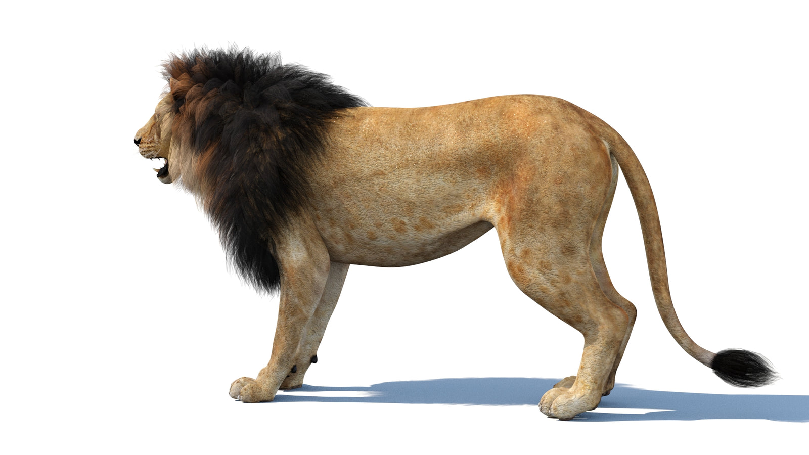 Lion 3D Model 360° view 1 frame 27
