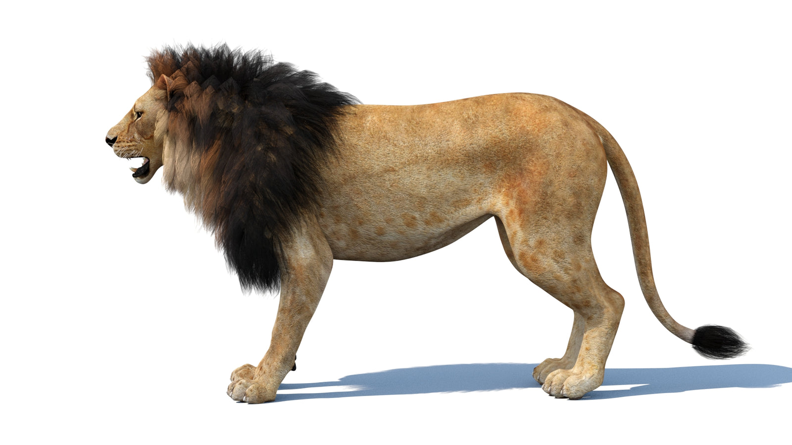 Lion 3D Model 360° view 1 frame 29