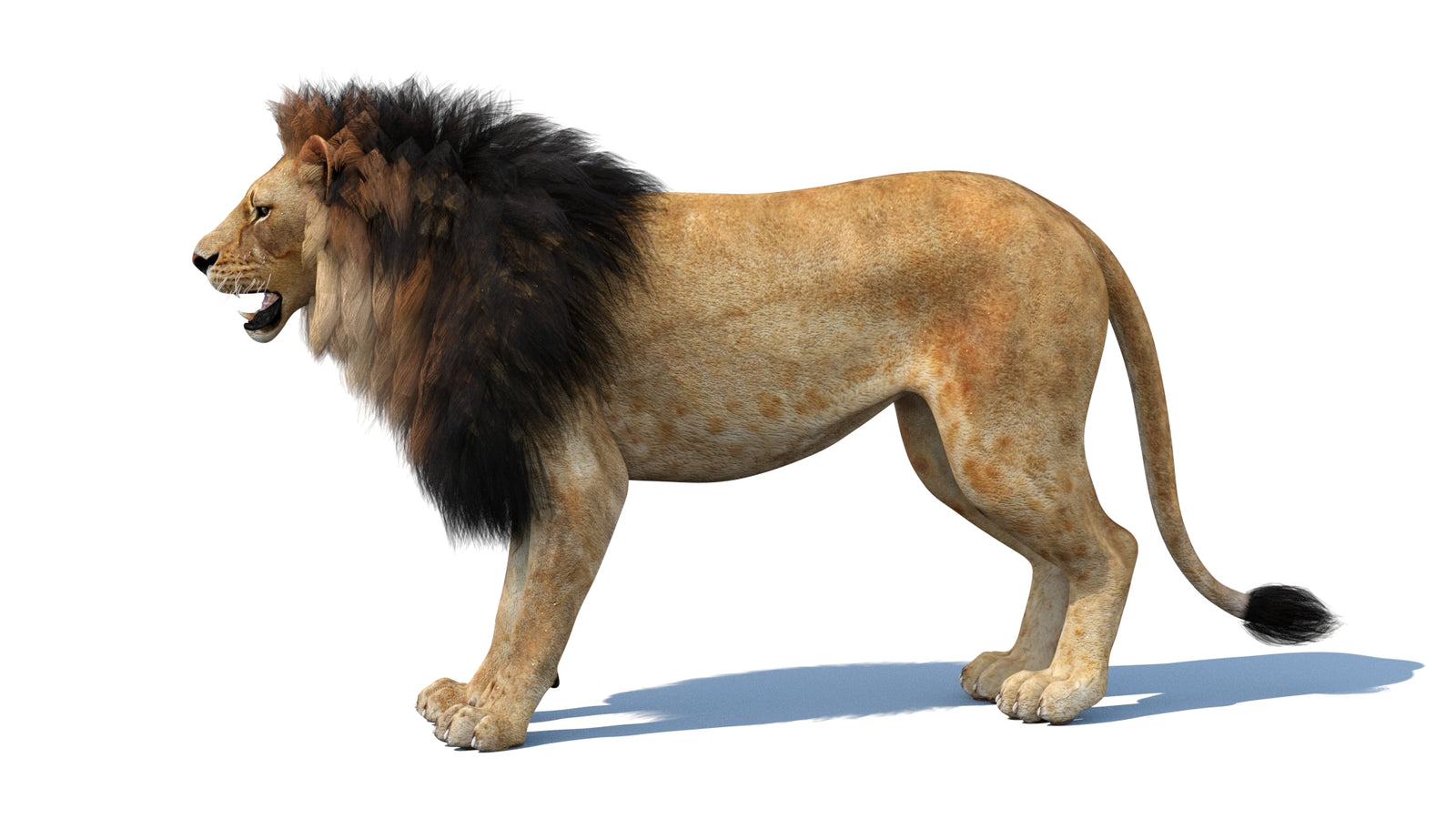 Lion 3D Model 360° view 1 frame 30