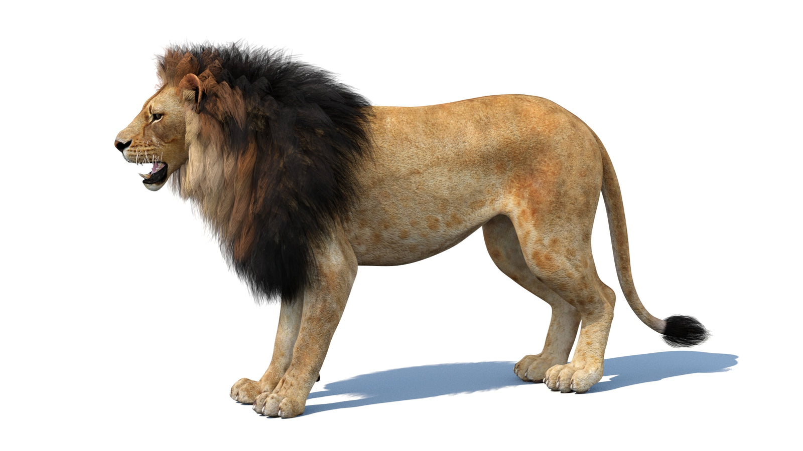 Lion 3D Model 360° view 1 frame 31