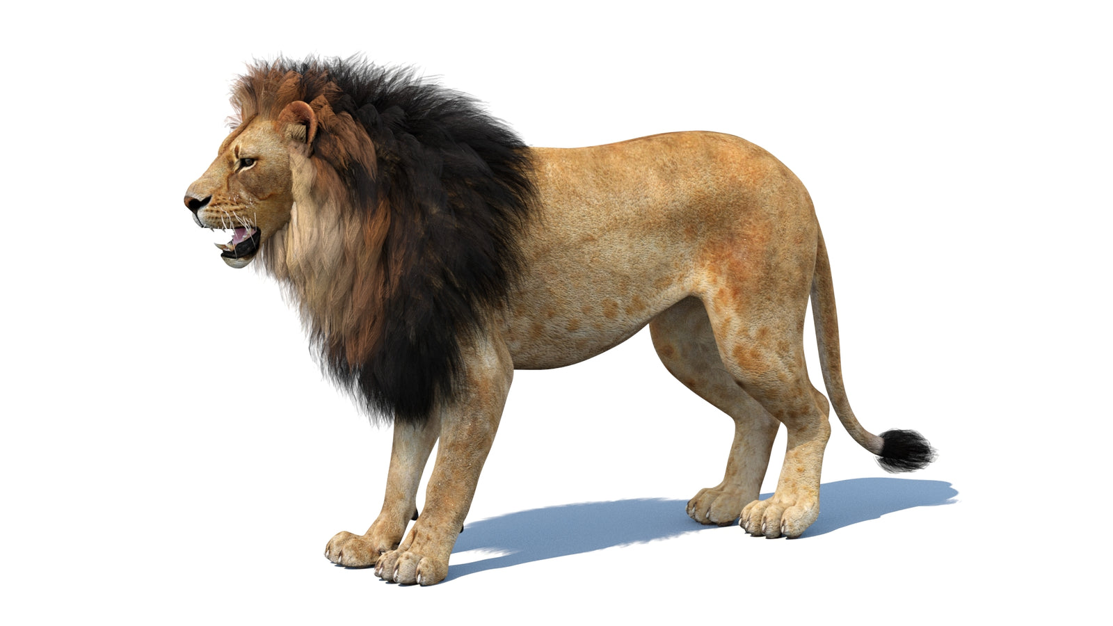 Lion 3D Model 360° view 1 frame 32