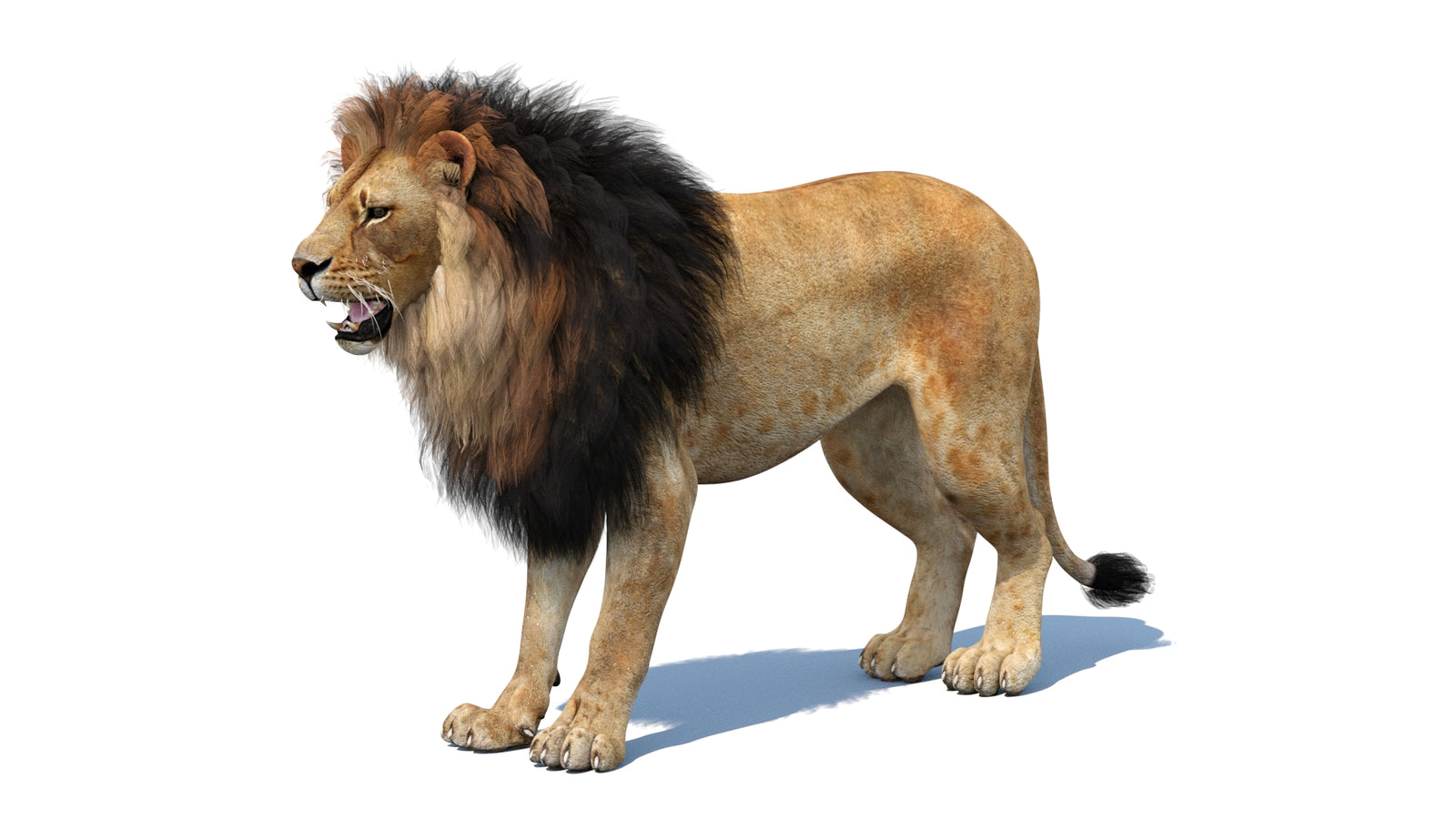 Lion 3D Model 360° view 1 frame 33