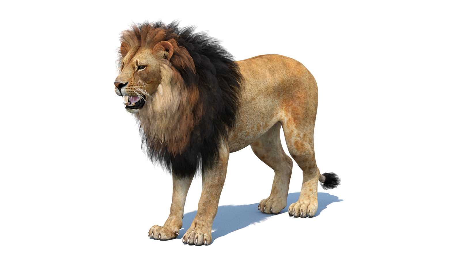 Lion 3D Model 360° view 1 frame 34