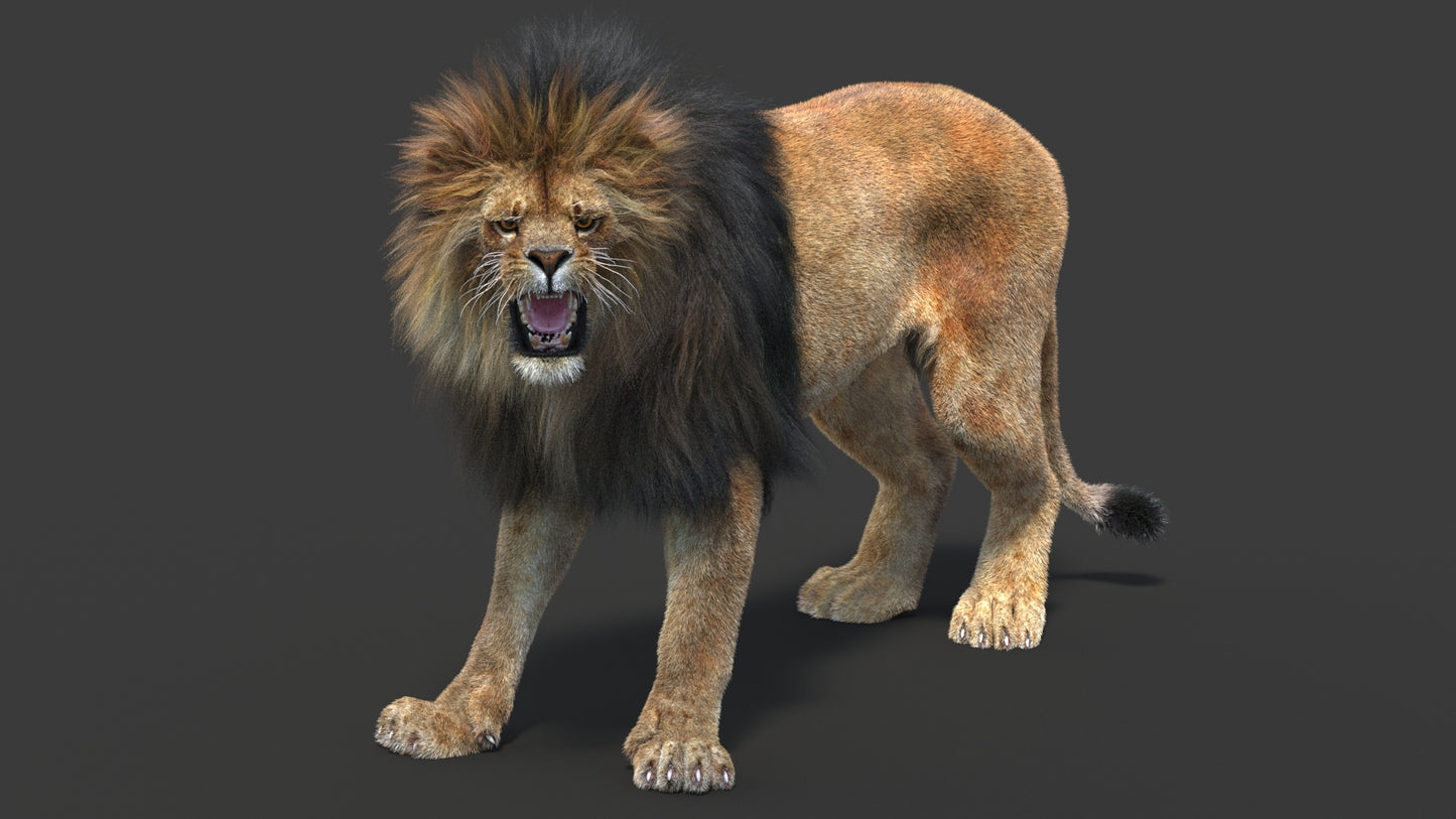 Rigged Lion 3D Model Fur