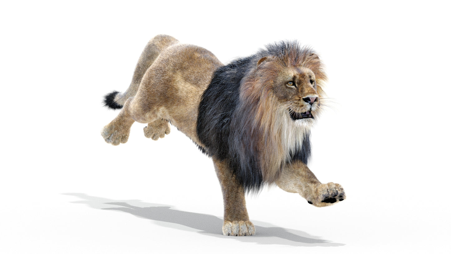 Animated Lion 3D Model with Fur