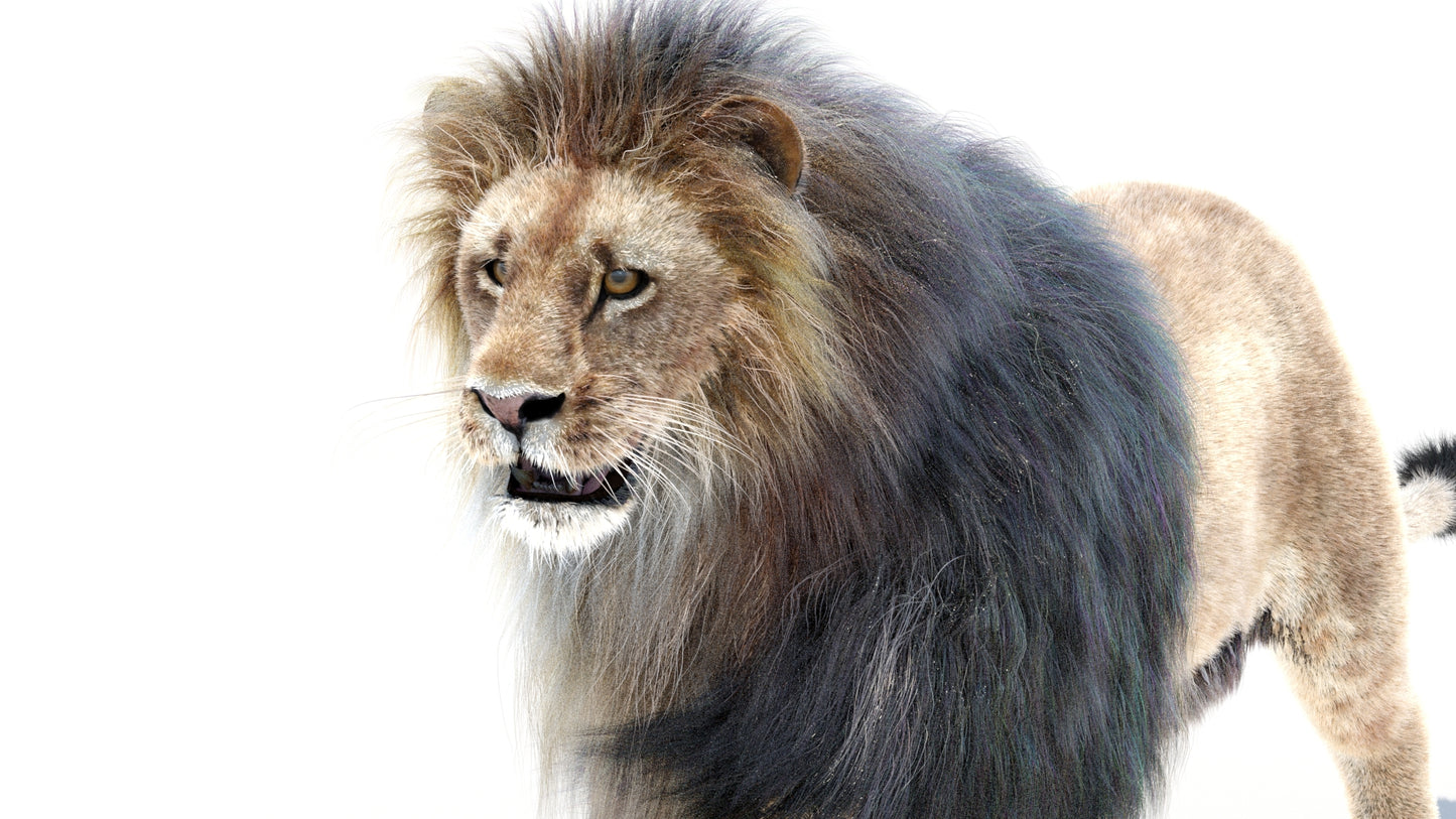 Animated Lion 3D Model with Fur