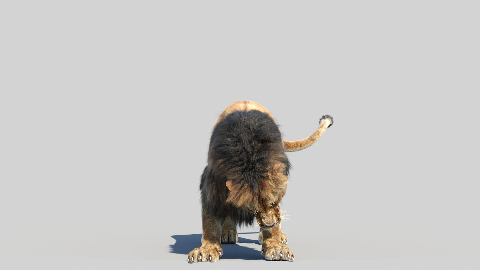 Animated Lion 3D Model Fur 360° view 6 frame 3