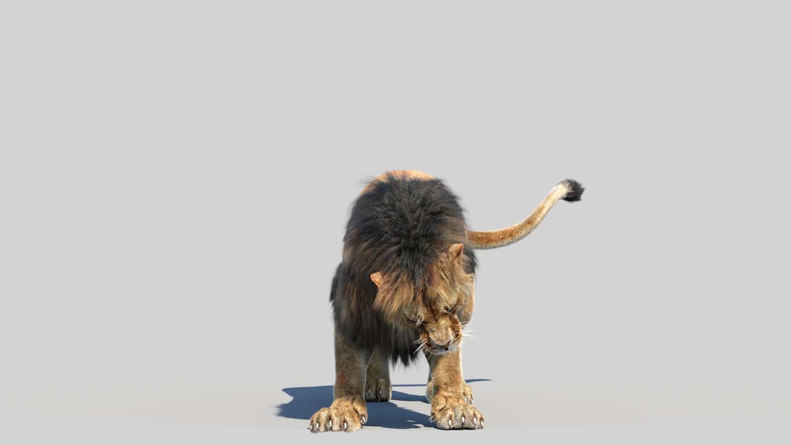 Animated Lion 3D Model Fur 360° view 6 frame 5