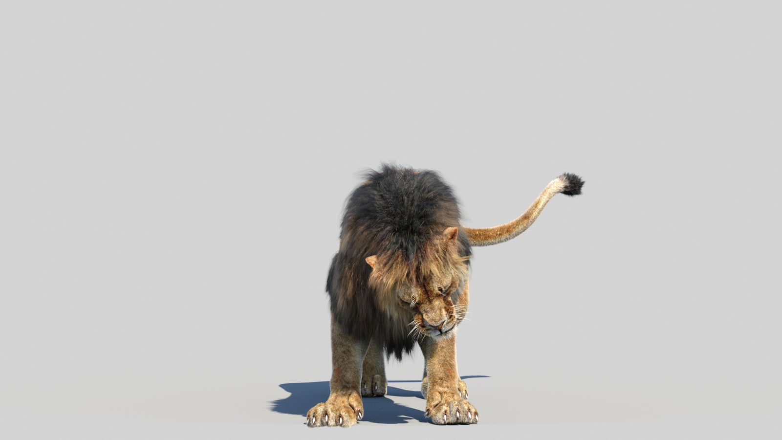 Animated Lion 3D Model Fur 360° view 6 frame 6