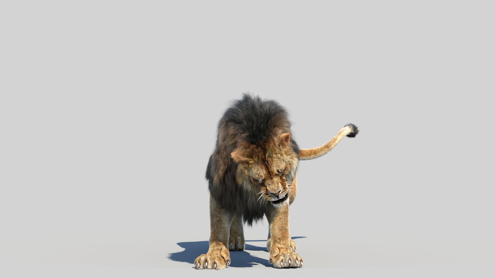 Animated Lion 3D Model Fur 360° view 6 frame 8
