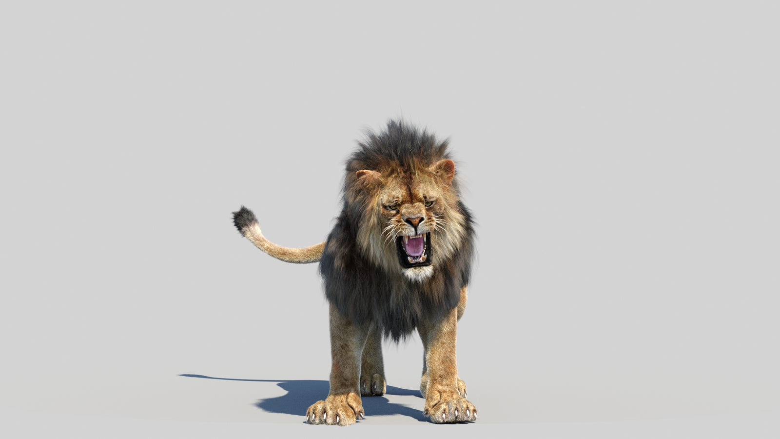 Animated Lion 3D Model Fur 360° view 6 frame 12