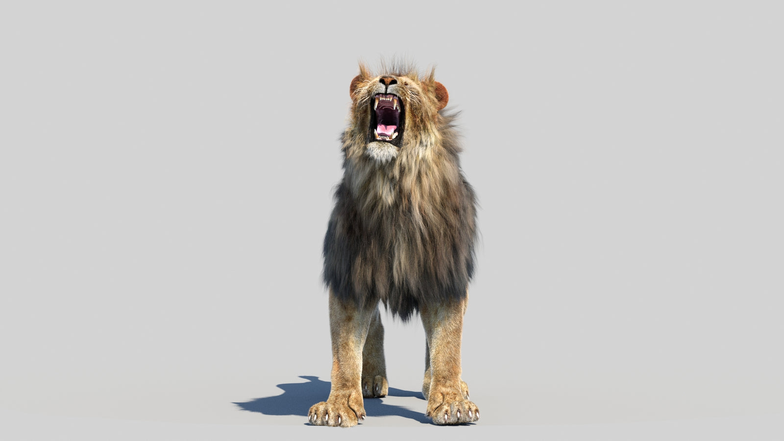 Animated Lion 3D Model Fur 360° view 6 frame 16