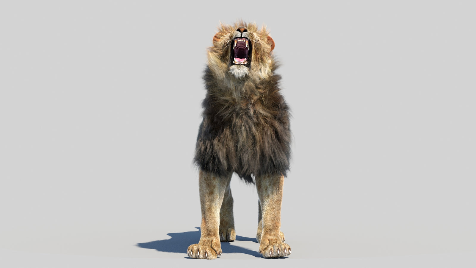Animated Lion 3D Model Fur 360° view 6 frame 22