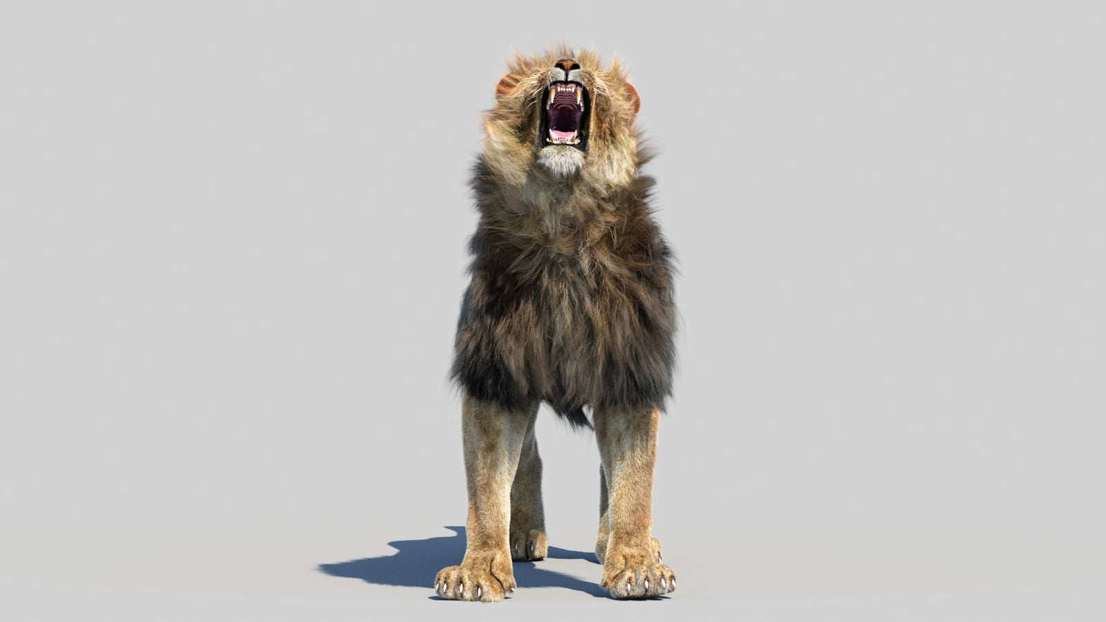 Animated Lion 3D Model Fur 360° view 6 frame 23