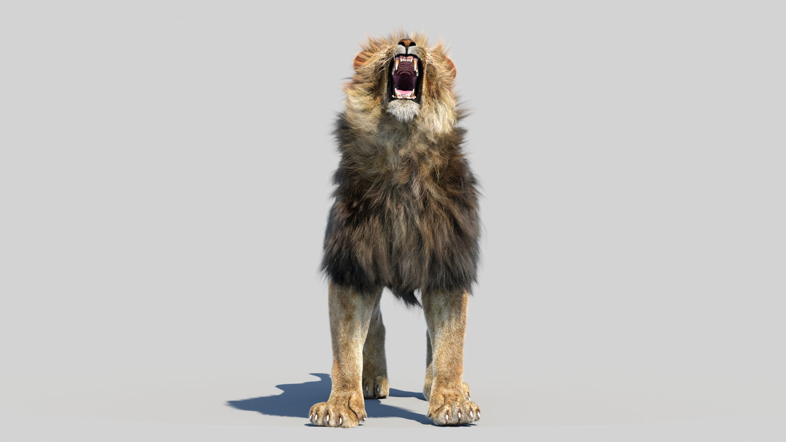 Animated Lion 3D Model Fur 360° view 6 frame 24