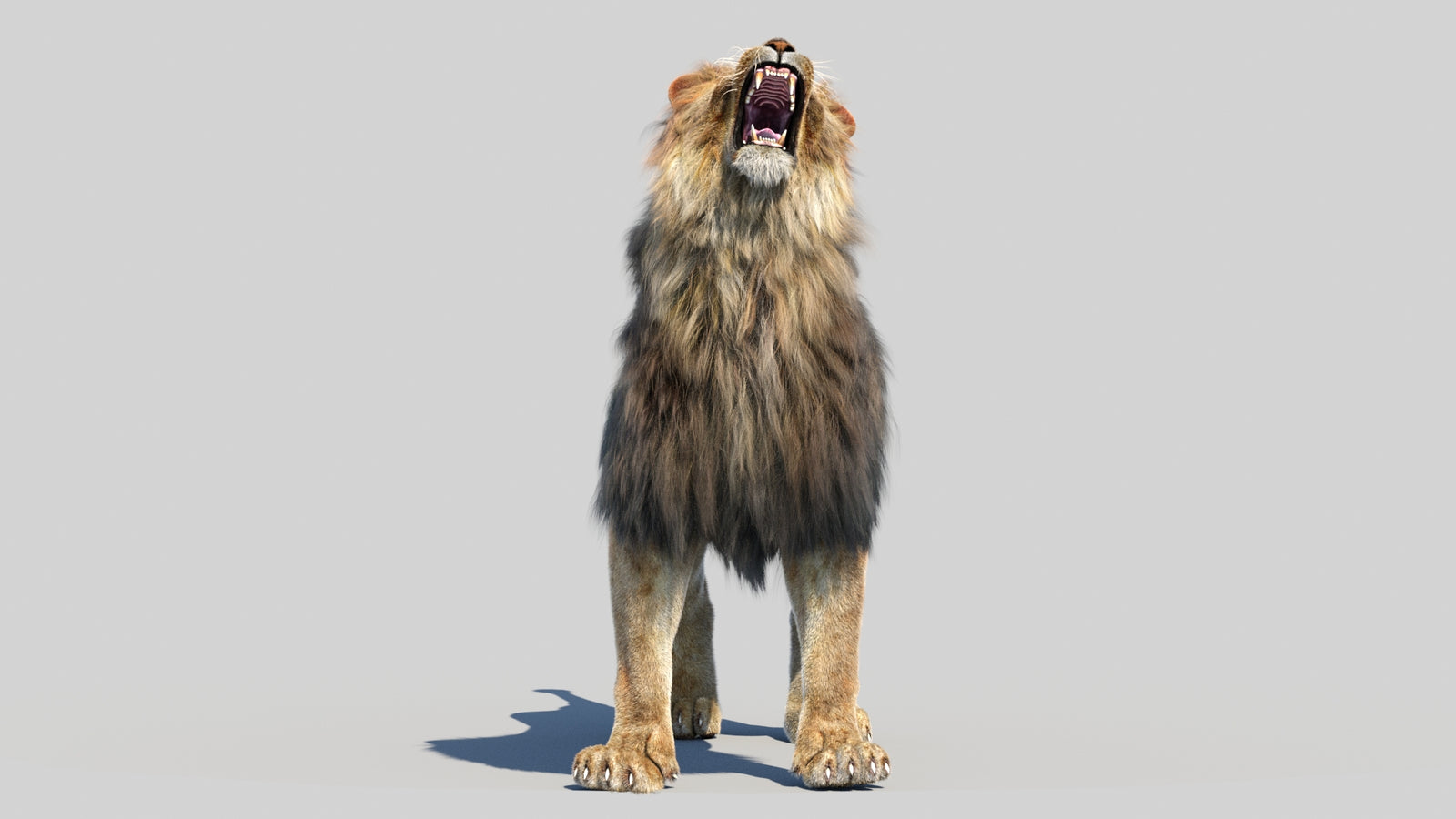 Animated Lion 3D Model Fur 360° view 6 frame 39