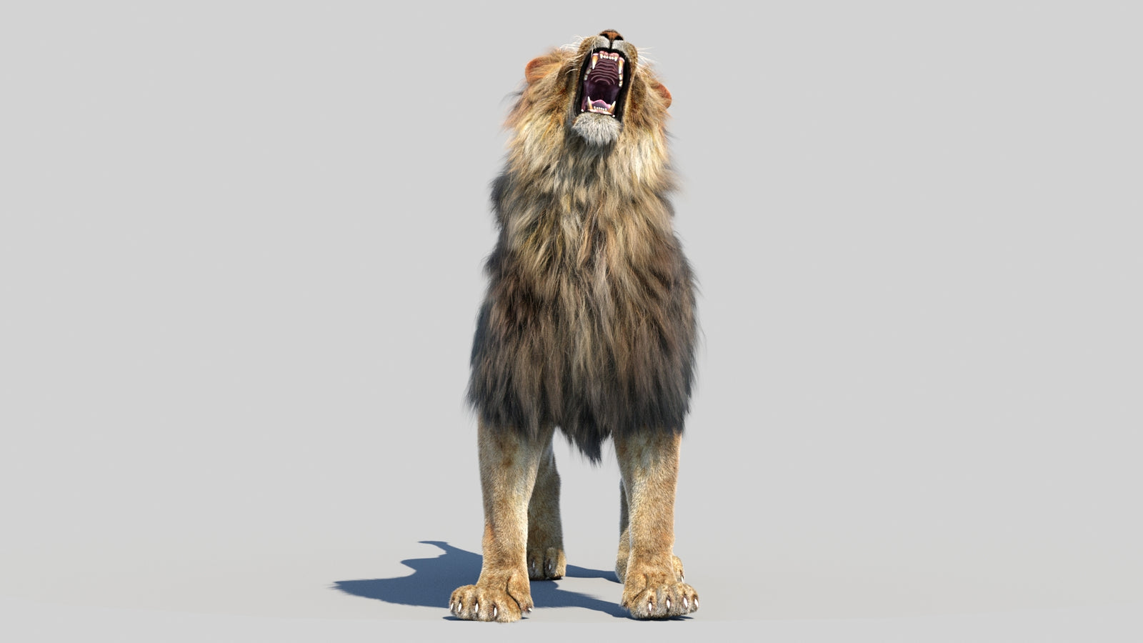 Animated Lion 3D Model Fur 360° view 6 frame 40