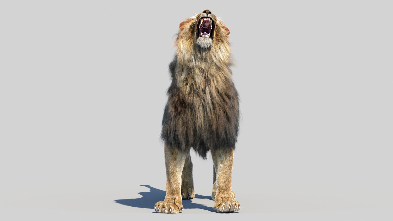 Animated Lion 3D Model Fur 360° view 6 frame 61