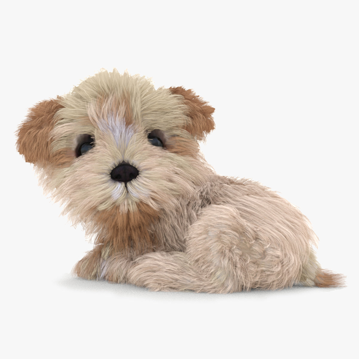 Rigged Maltipoo Dog Puppy Polygonal Fur 3D Model