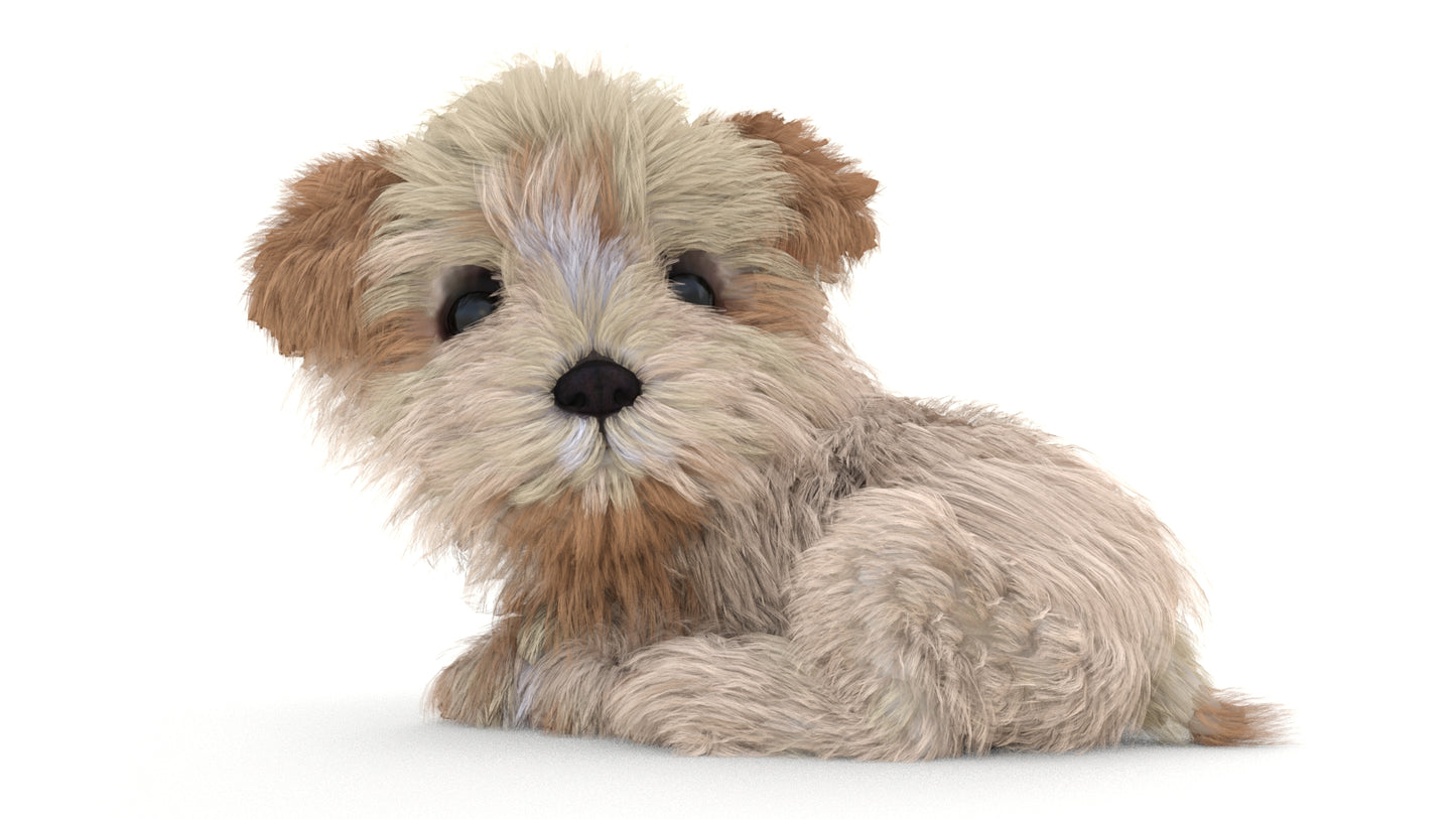 Rigged Maltipoo Dog Puppy Polygonal Fur 3D Model