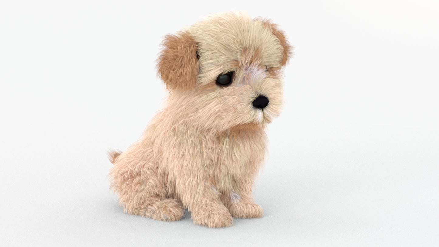 Rigged Maltipoo Dog Puppy Polygonal Fur 3D Model