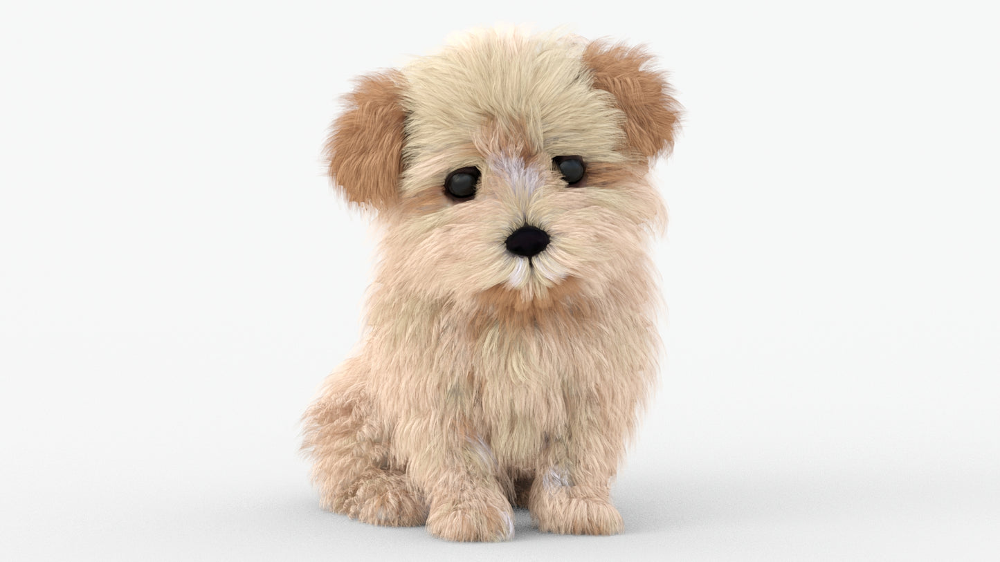 Rigged Maltipoo Dog Puppy Polygonal Fur 3D Model