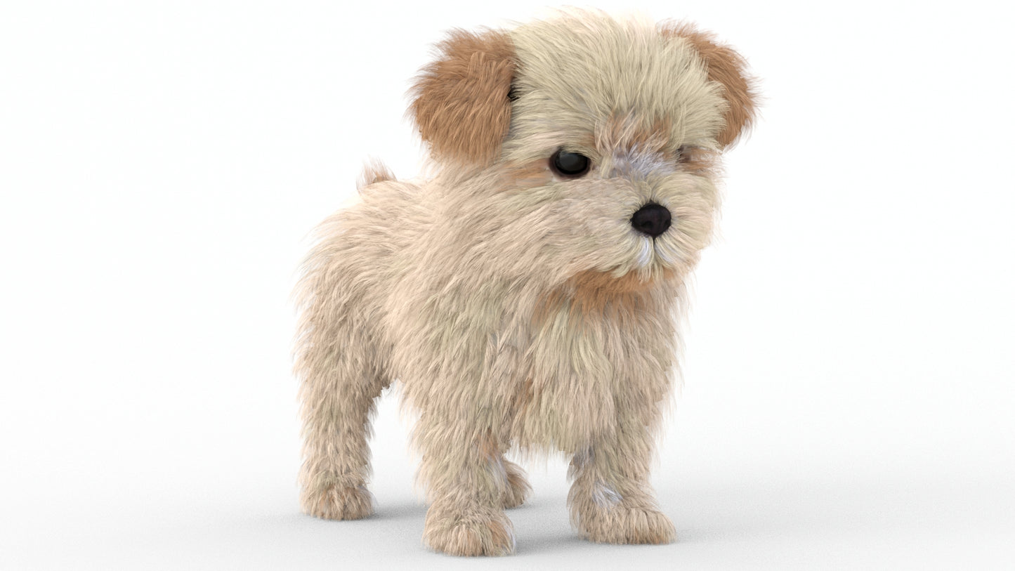 Rigged Maltipoo Dog Puppy Polygonal Fur 3D Model