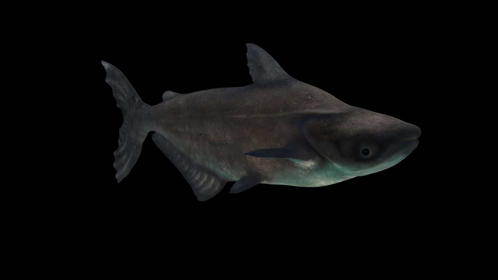 Animated Mekong Giant Catfish 3D Model 360° view 3 frame 7