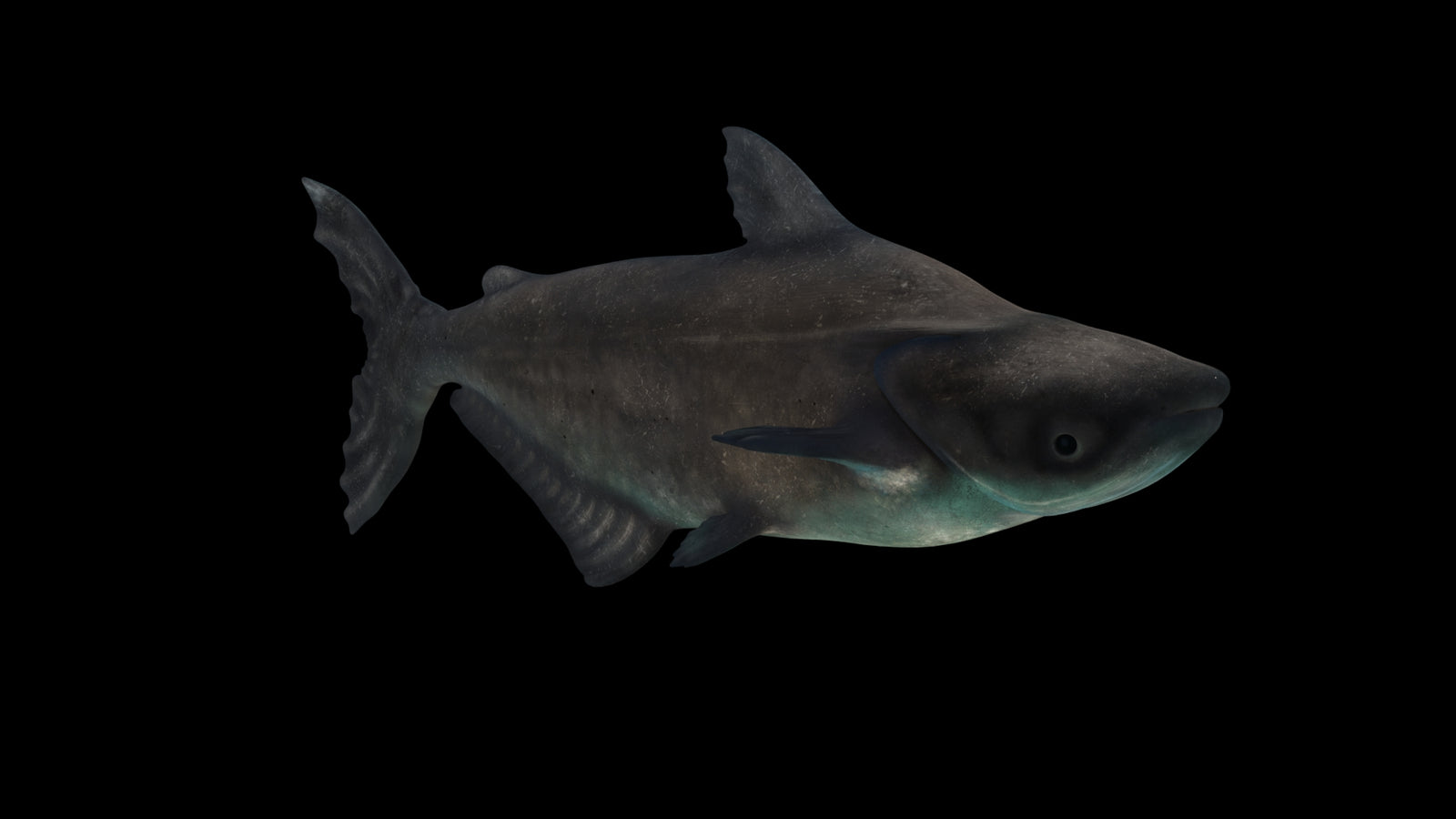 Animated Mekong Giant Catfish 3D Model 360° view 3 frame 12