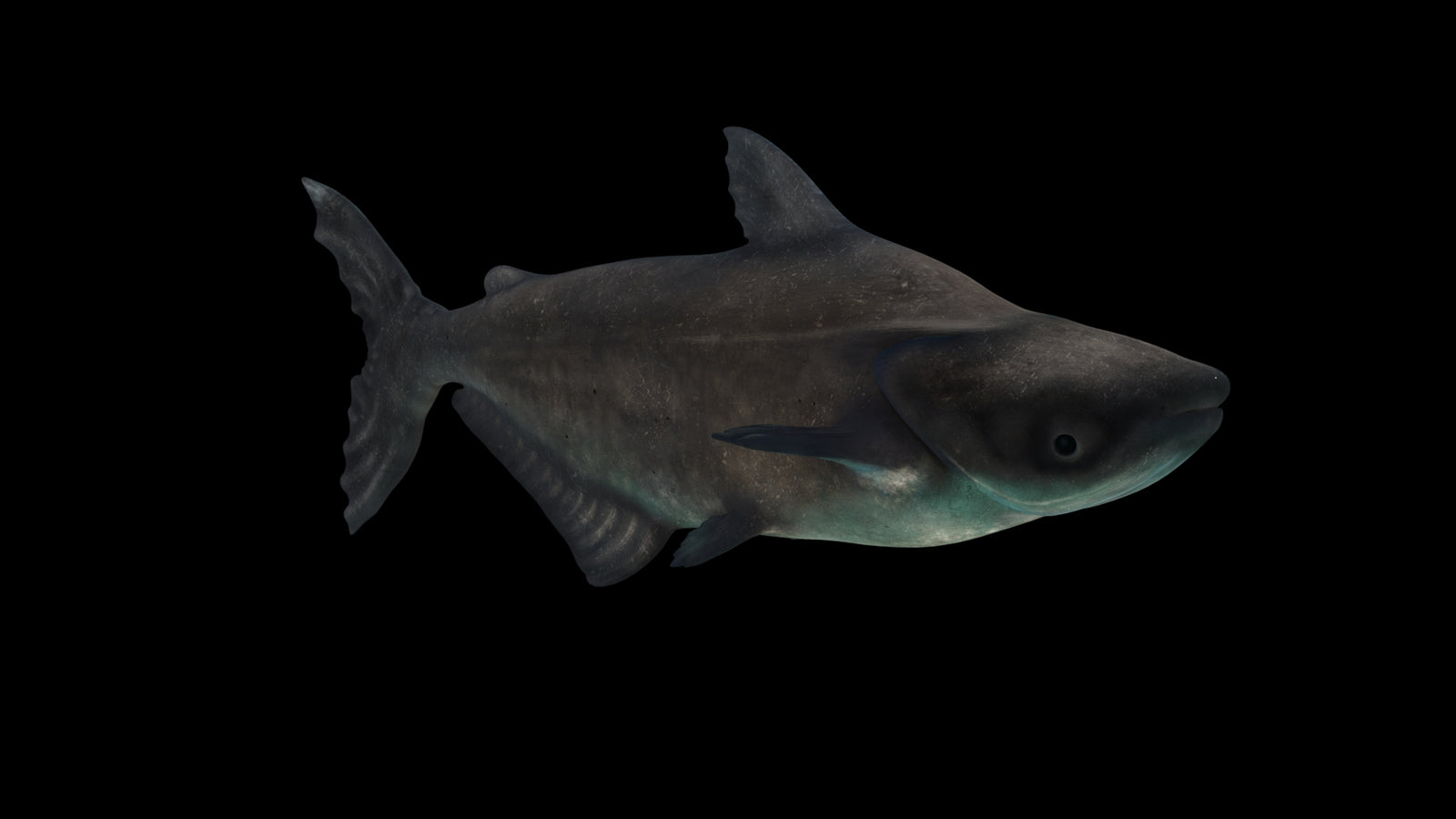 Animated Mekong Giant Catfish 3D Model 360° view 3 frame 13