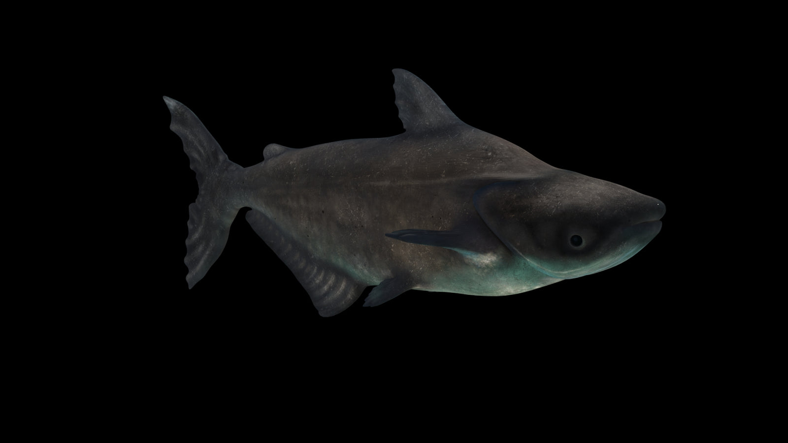 Animated Mekong Giant Catfish 3D Model 360° view 3 frame 14