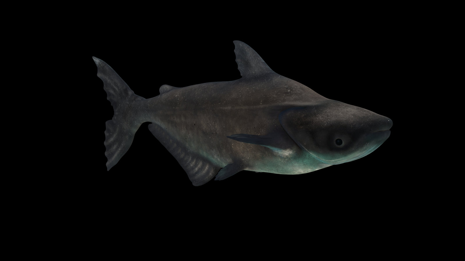 Animated Mekong Giant Catfish 3D Model 360° view 3 frame 20